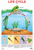 Dreamland Publications Educational Chart for Kids - Life Cycle Chart - Distacart