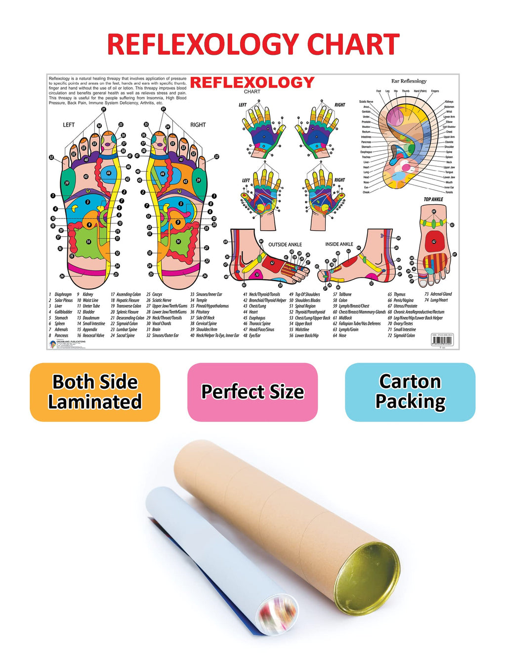 Dreamland Publications Educational Chart for Kids - Reflexology - Distacart