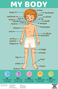 My Body : Charts - Om Books - Distacart