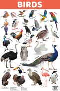 Birds : Charts - Om Books - Distacart