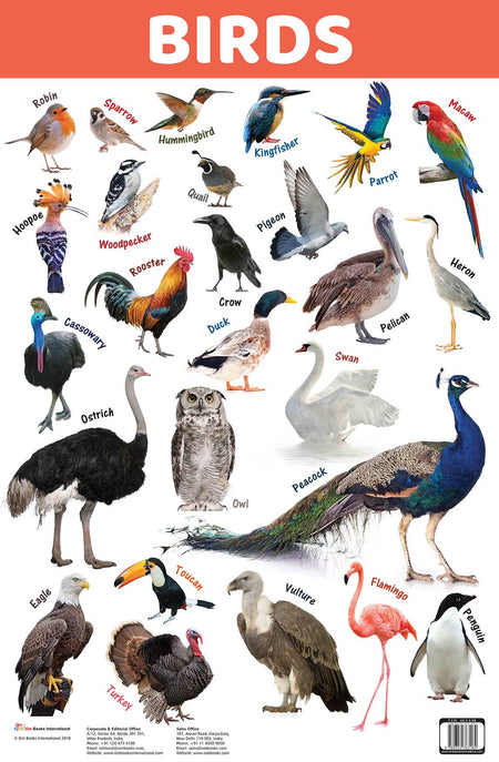 Birds : Charts - Om Books