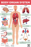 Body Organ System : Charts - Om Books - Distacart