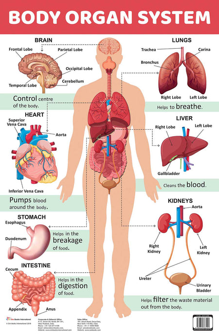 Body Organ System : Charts - Om Books