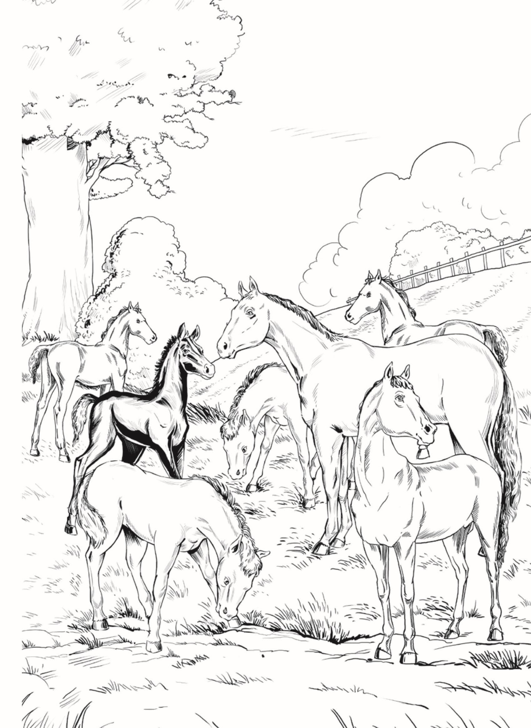 Dreamland Publications Black Beauty - Illustrated Abridged Classics for Children with Practice Questions - Distacart