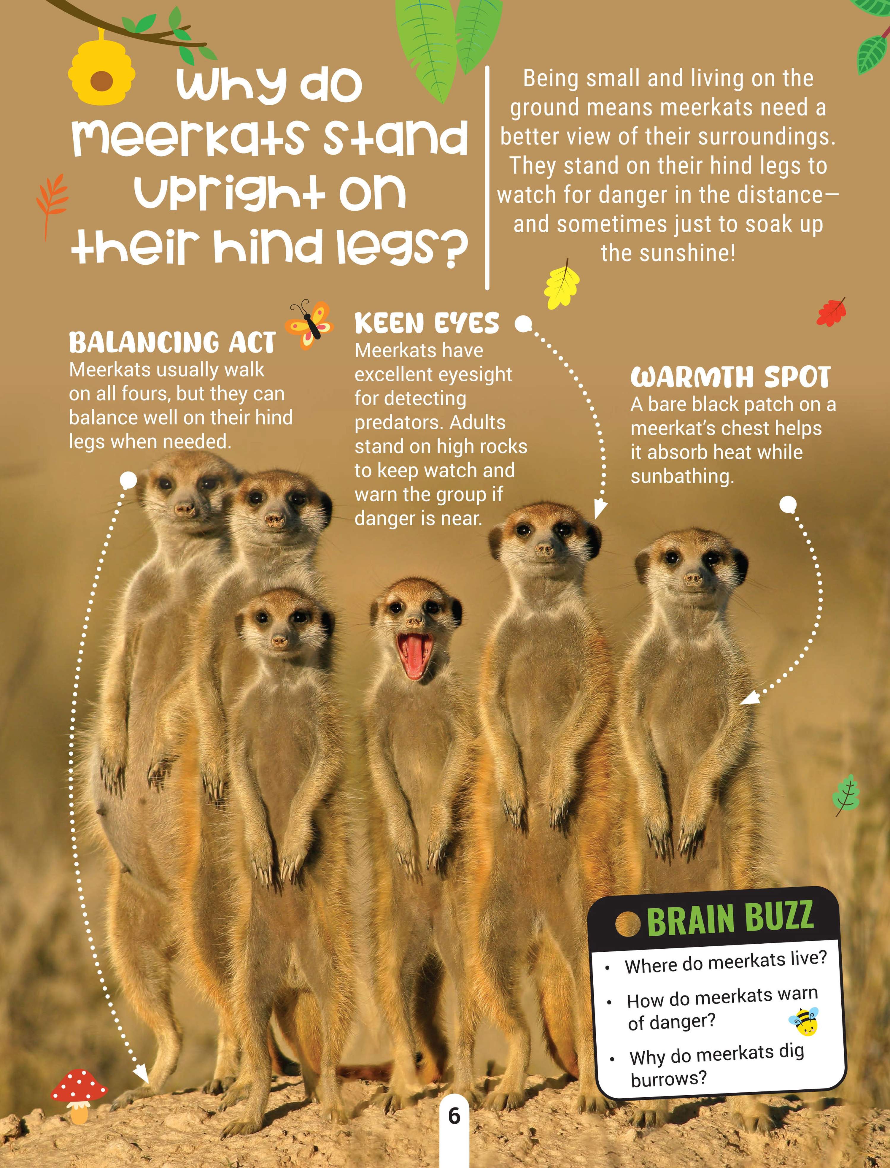 Dreamland Publications Factopedia Wild Wonders: A Fun Fact Book About Wildlife, Nature & Creatures for Kids Age 6+ - Distacart