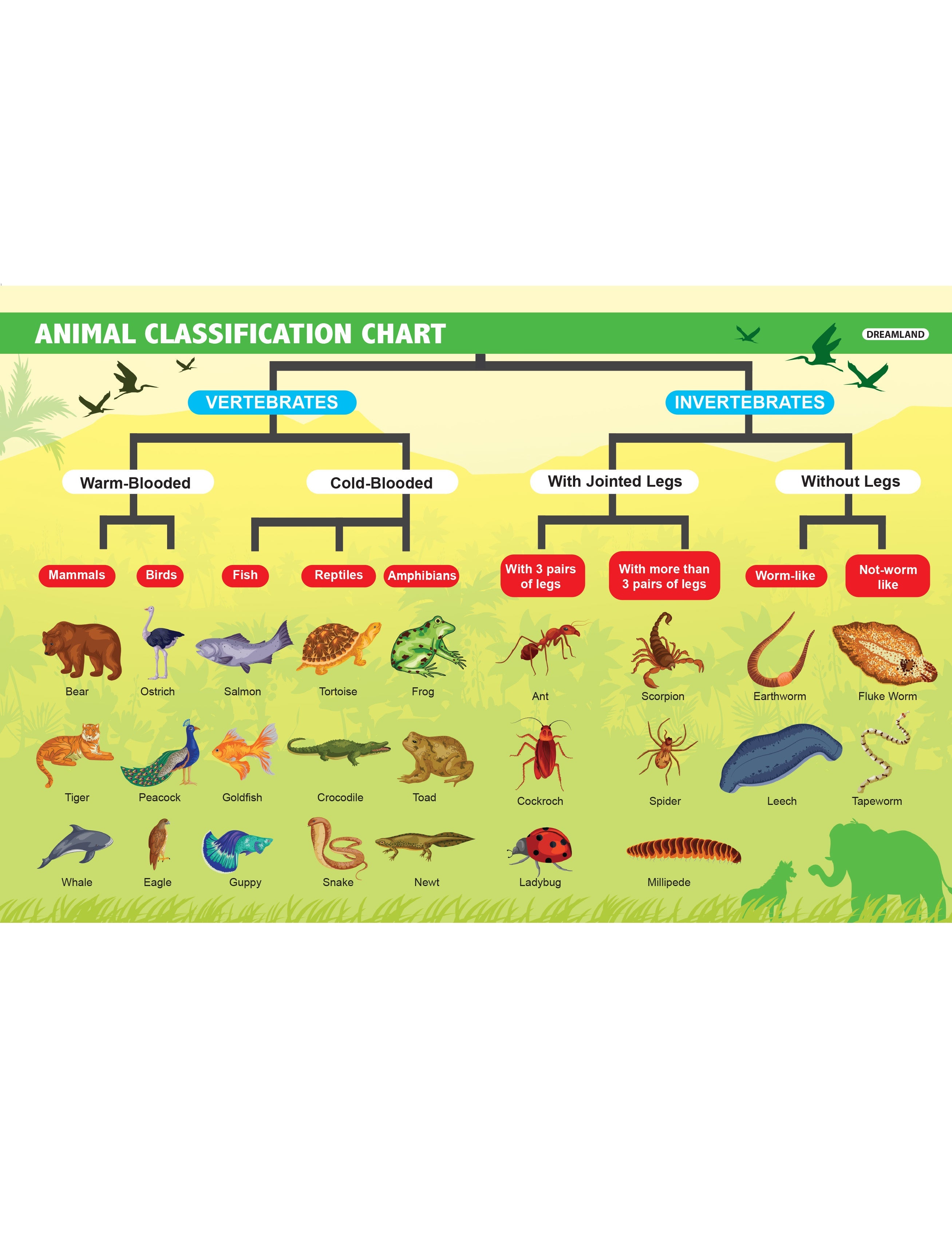 Dreamland Publications Everyday Wonders: Biology for Kids Age 6+ – Fun Facts and Exciting Activities About Living Things - Distacart