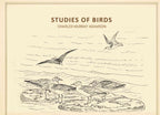 Studies of birds - Gyan Books - Distacart