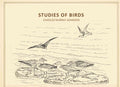 Studies of birds - Gyan Books - Distacart