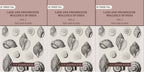 Land and fresh water Mollusca of India: Including South Arabia, Baluchistan, Afghanistan, Kashmir (3 Vols. Set (Text and Plates)) - Gyan Books - Distacart