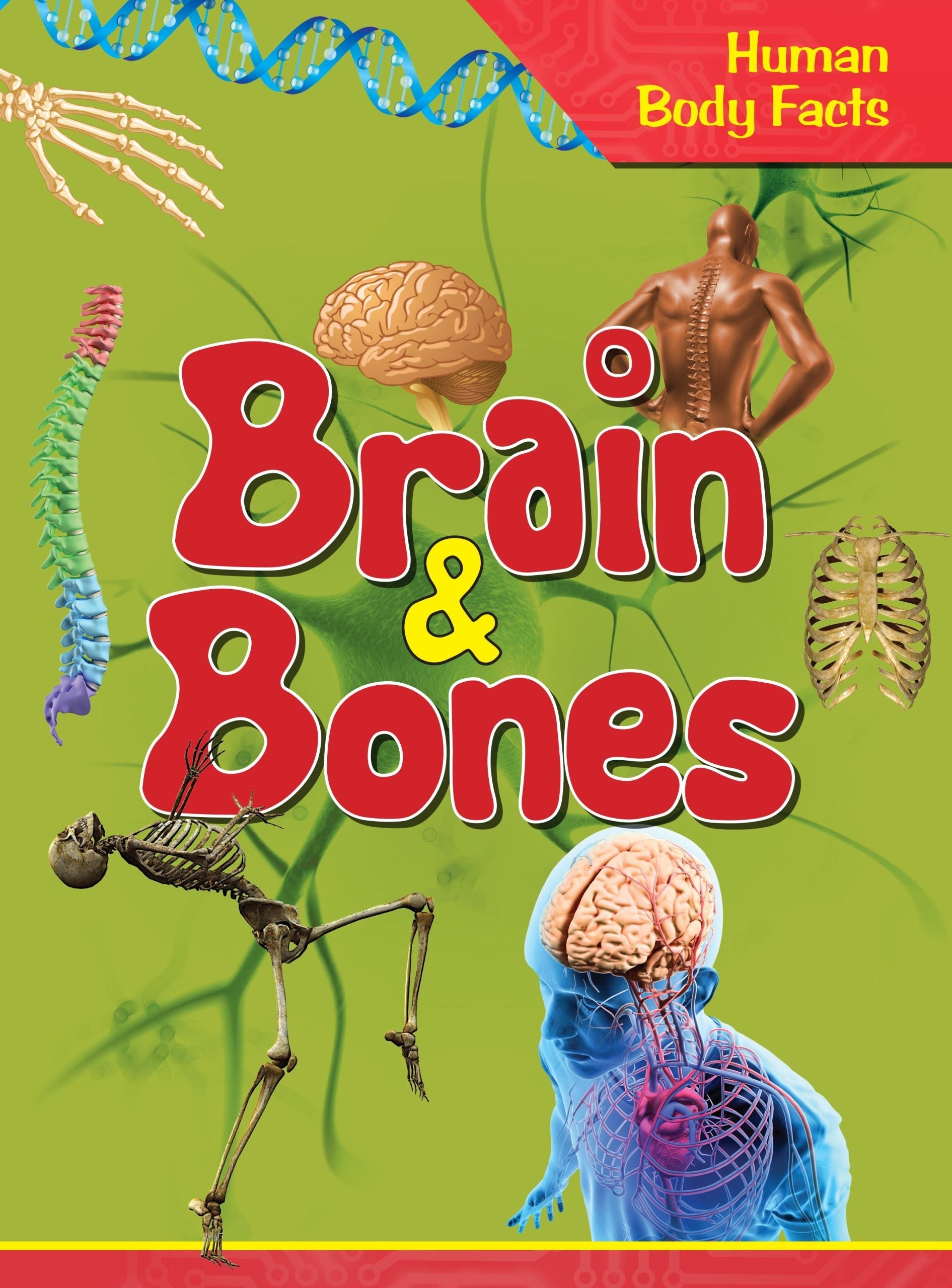 Brain & Bones : Human Body Facts - Om Books - Distacart