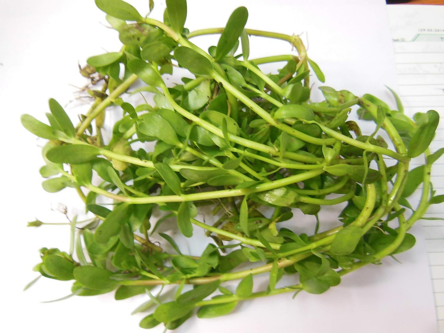 Carmel Organics Brahmi/Bacopa Monnieri Powder