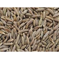 Nxtgen Ayurveda Cumin Seeds