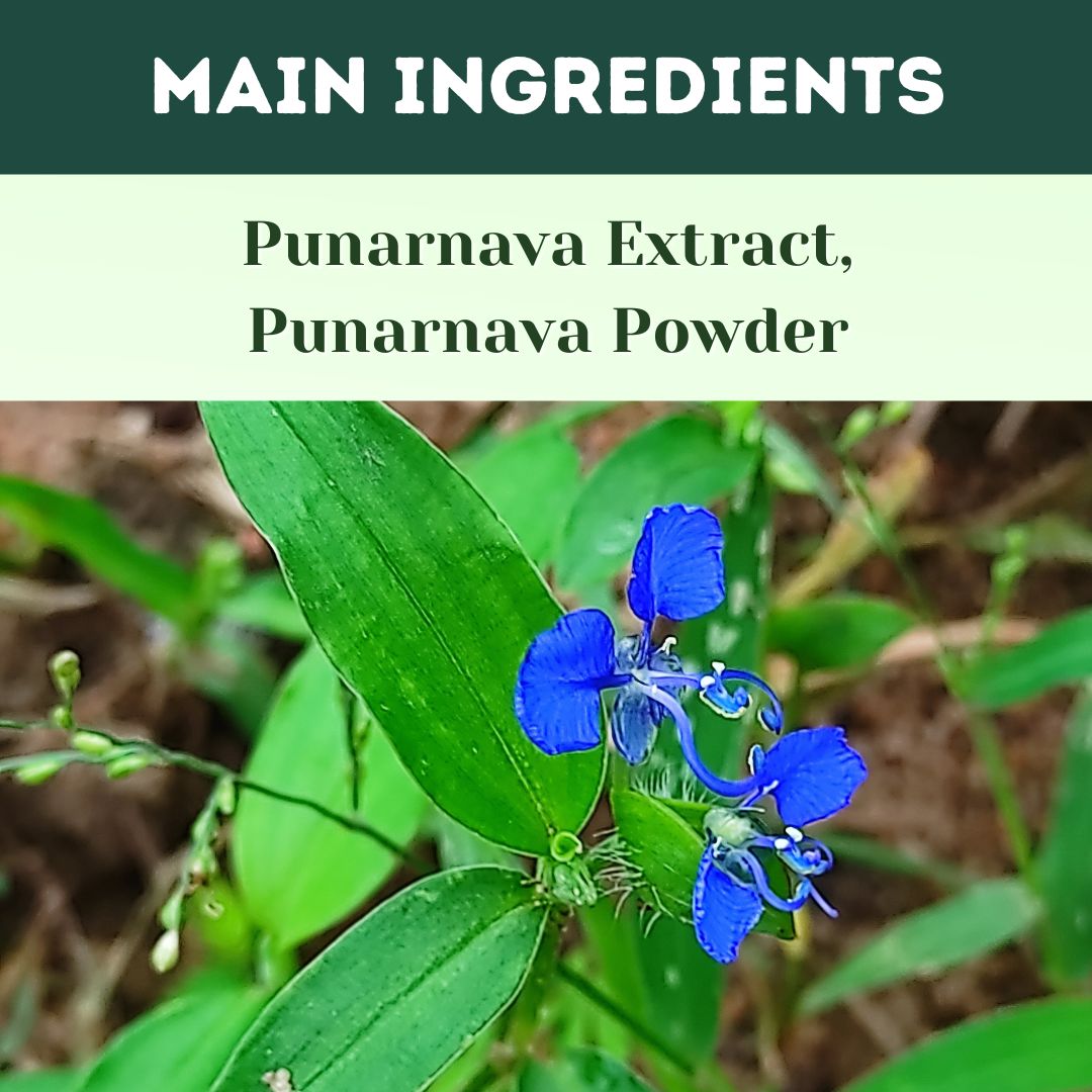 Herbal Hills Ayurveda Punarnavahills Capsules - Distacart