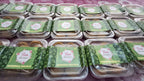 Many Moringa (1)