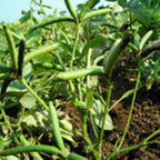 FreshOn Urad Dal Split Premium - Distacart