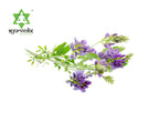 Ayurvedix Organic Alfalfa Powder