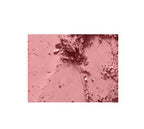 Mac Powder Blush - Mocha online