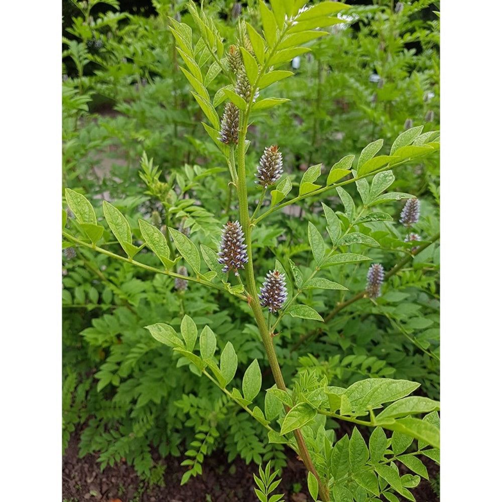 Mesmara Herbal Mulethi Licorice 