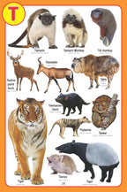 Dreamland Jumbo Pictionary Pack (6 Titles): Children Early Learning Book - Distacart