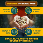 Urban Platter Brazil Nuts - Distacart