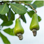 Freshon Organic Cashew
