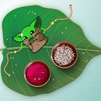 Indianvibez Yoda Wooden Rakhi with Rudraksha, Star Wars Rakhi for Bro, Shop India - Kids Rakhi - Distacart