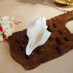 Sri Rudra Blowing Shank Big (SR 03095)