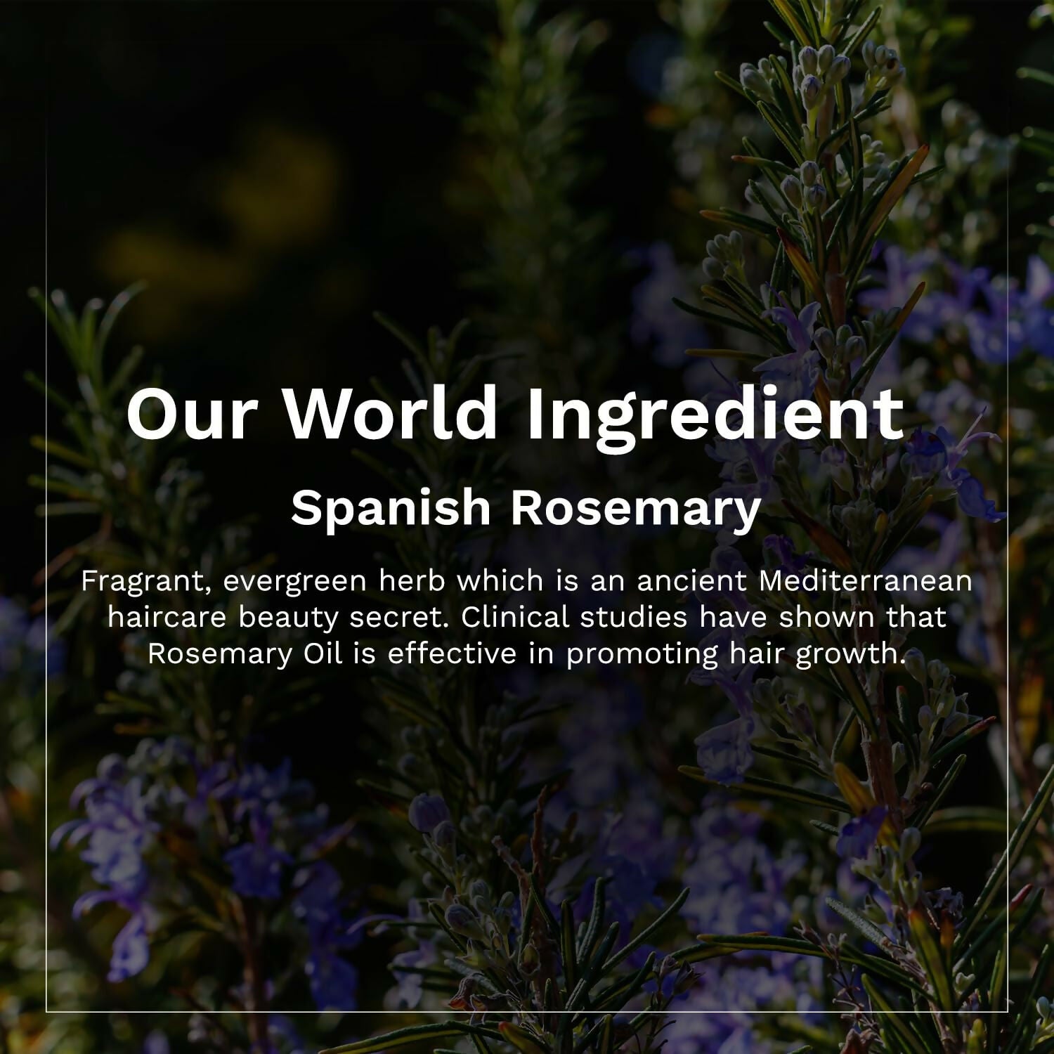 Pilgrim Spanish Rosemary & Biotin Hair Growth Oil To Control Hair Fall & Strengthens Hair - Distacart