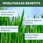 Herbal Hills Ayurveda Wheatgrass Tablets - Distacart