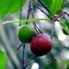 Freshon Kokum Concentrate