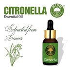 Old Tree Citronella Essential Oil