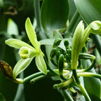 confect vanilla beans 10 pods 44 50 gms