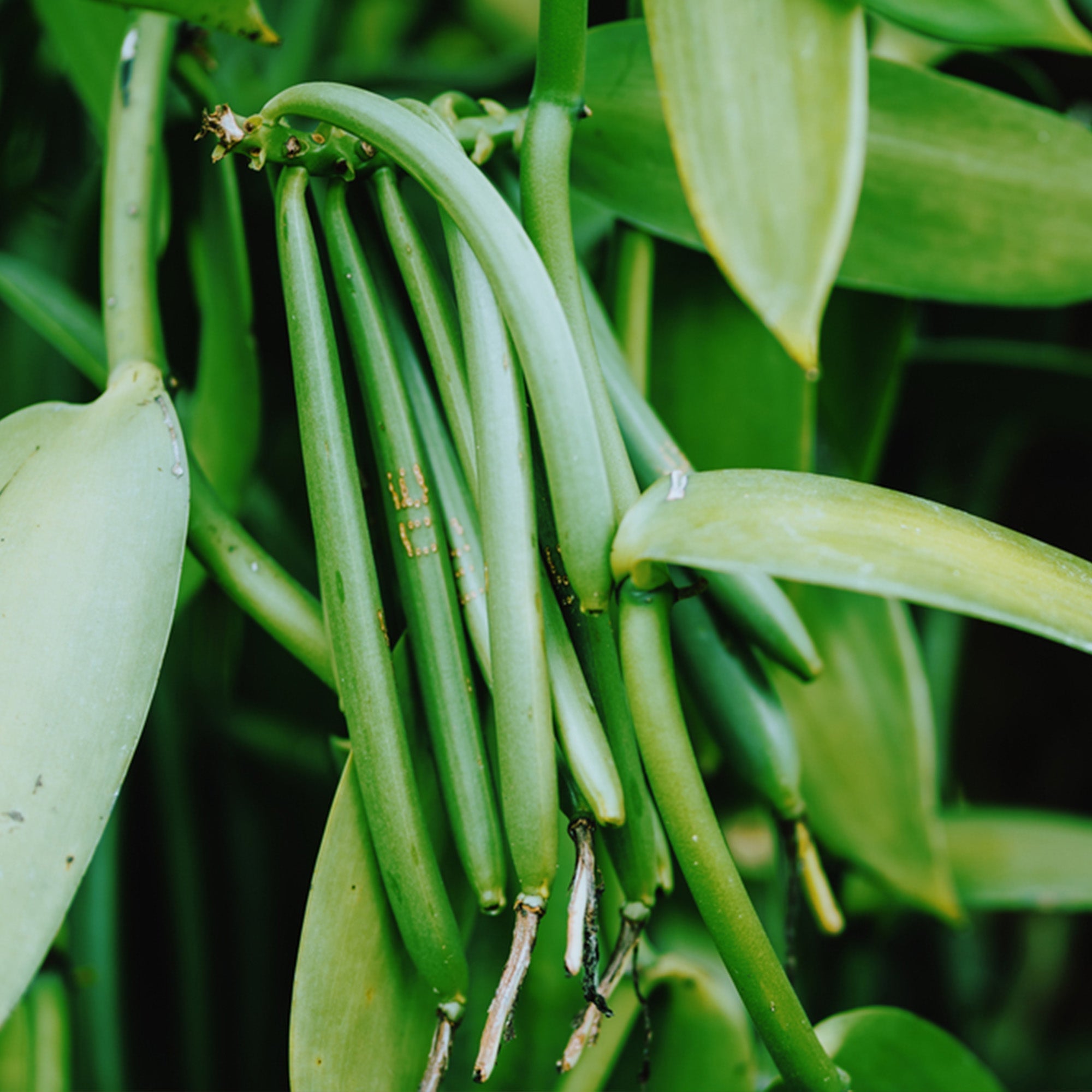 confect vanilla beans 10 pods 44 50 gms