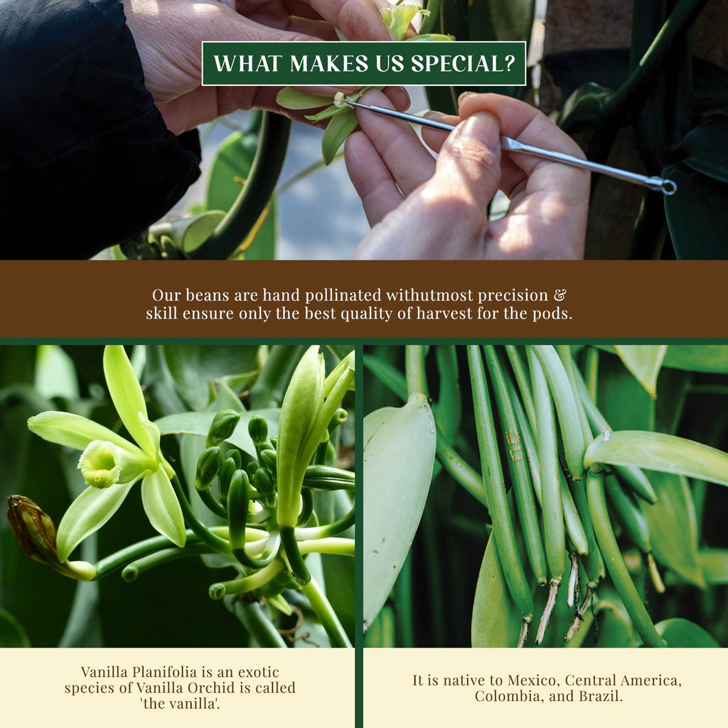 confect vanilla beans 10 pods 44 50 gms