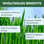 Herbal Hills Wheat-O-Power Wheatgrass Powder