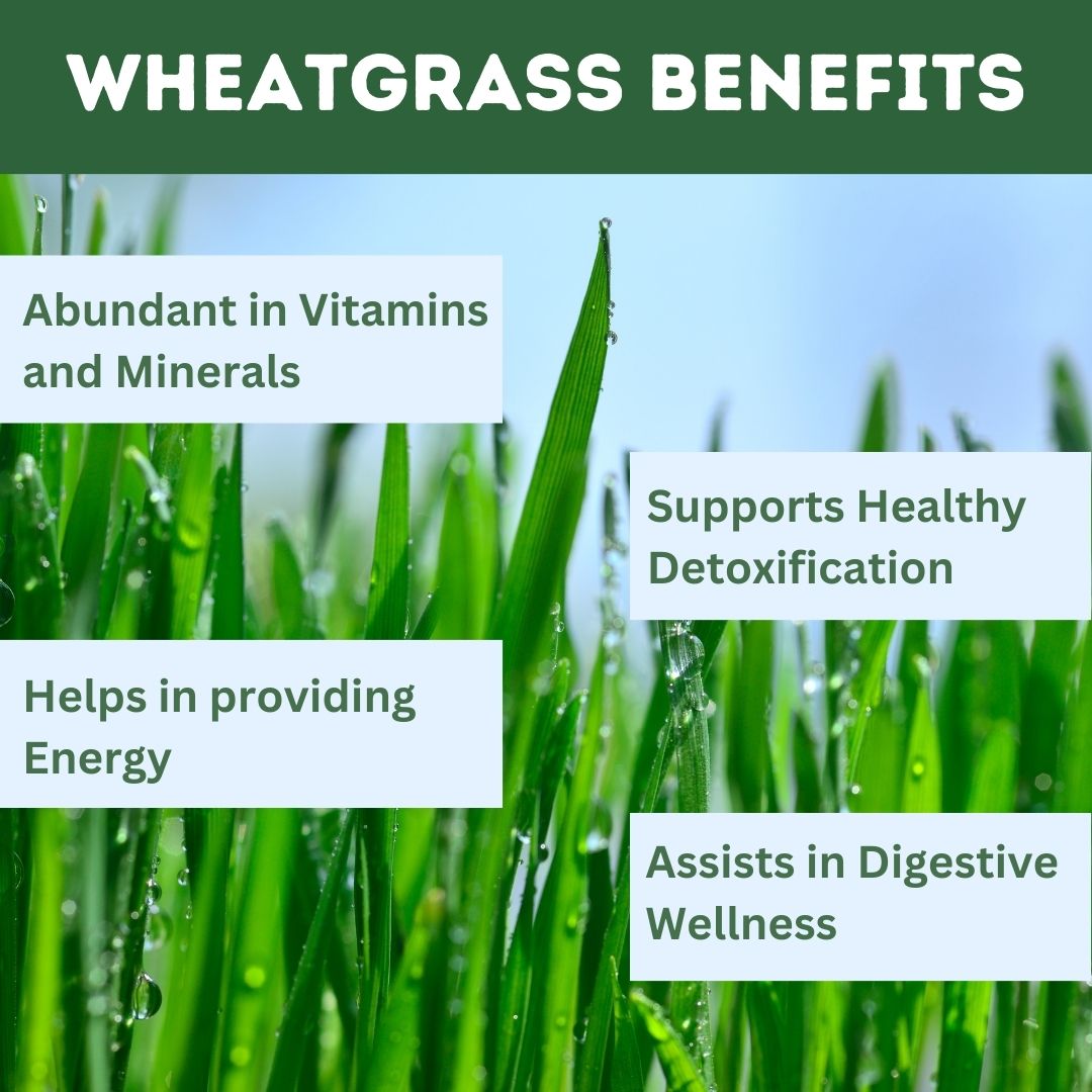 Herbal Hills Wheat-O-Power Wheatgrass Powder