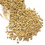 Freshon Coriander Whole 