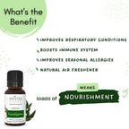 Mystiq Living Originals Eucalyptus Essential Oil