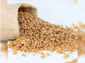 Adrish Sharbati Wheat