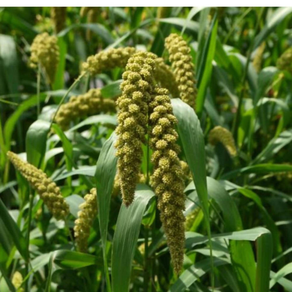 Freshon Foxtail Millet Whole Grain Flour - Distacart