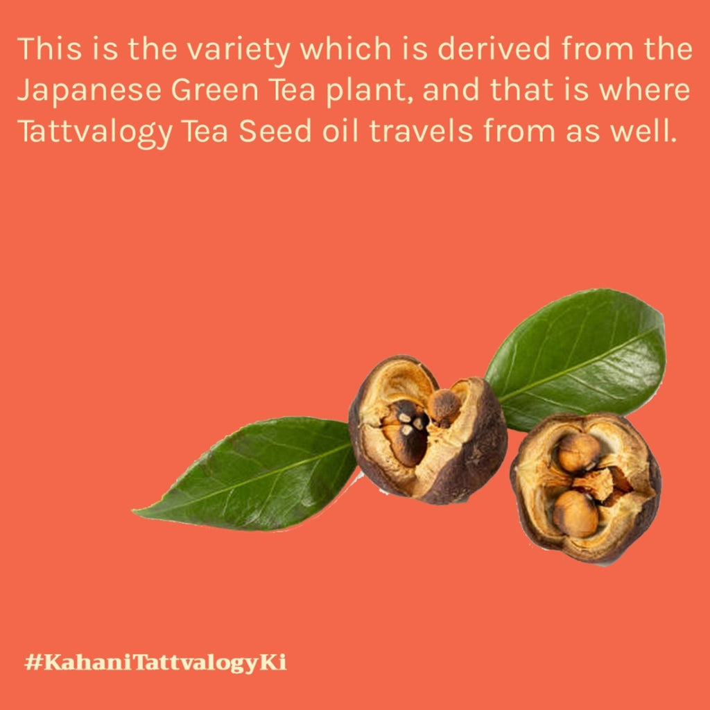 Tattvalogy Green Tea Seed Oil - Cold Pressed, Anti - Aging, Known to Boosts Collagen, Youthful Skin - Distacart