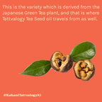 Tattvalogy Green Tea Seed Oil - Cold Pressed, Anti - Aging, Known to Boosts Collagen, Youthful Skin - Distacart