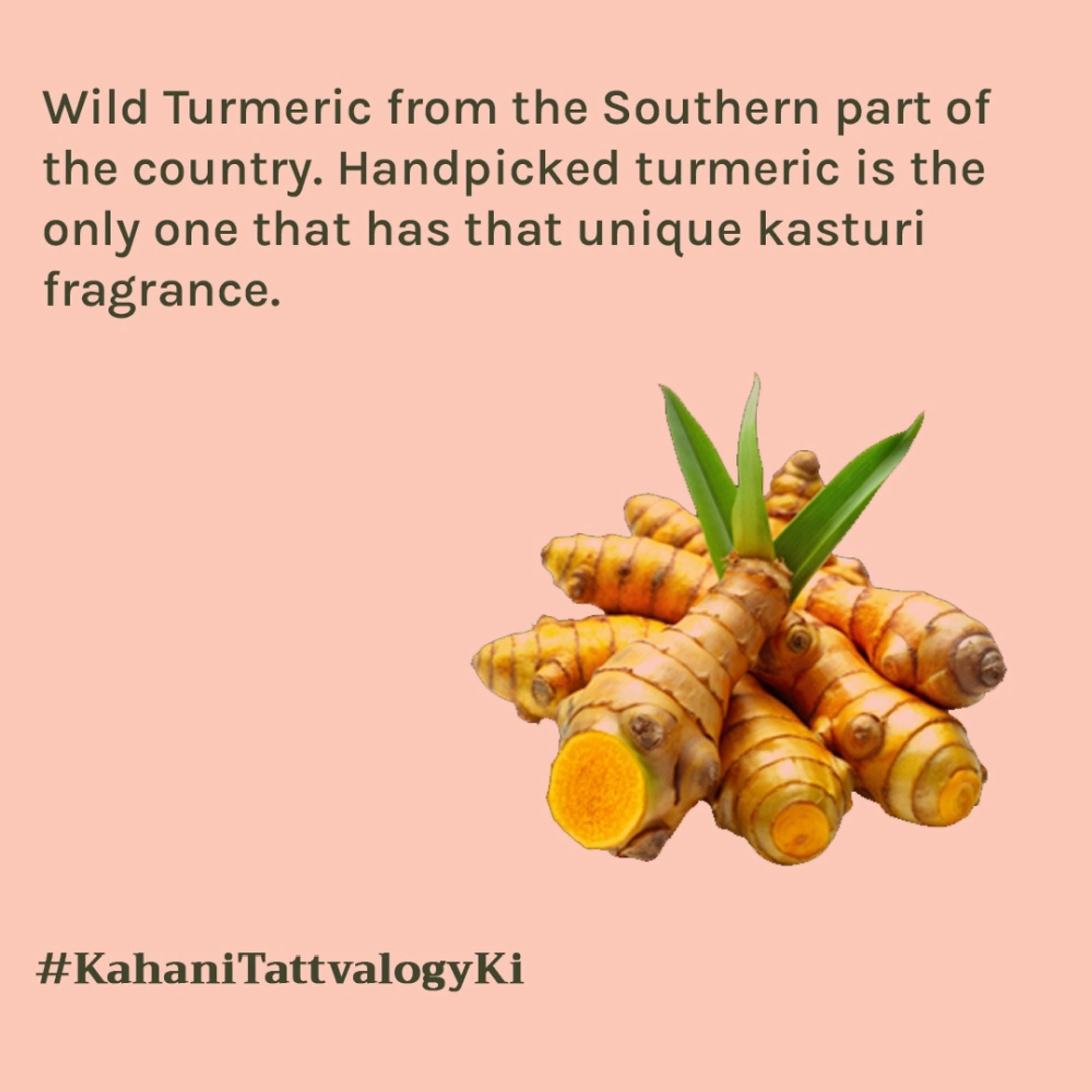 Tattvalogy Kasturi Manjal - Wild Turmeric Powder, Brightens Skin, Reduces Acne & Evens Skin Tone - Distacart