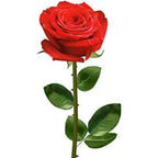 Skytrends Valentine's Day Gifts