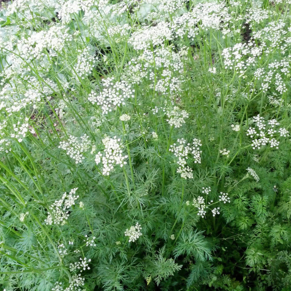 Freshon Jeere / Cumin Natural - Distacart