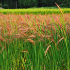 Freshon Red Rice Organic