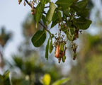 Freshon Organic Cashew
