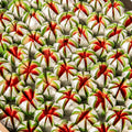 Shree Mithai Kaju Flower - Distacart