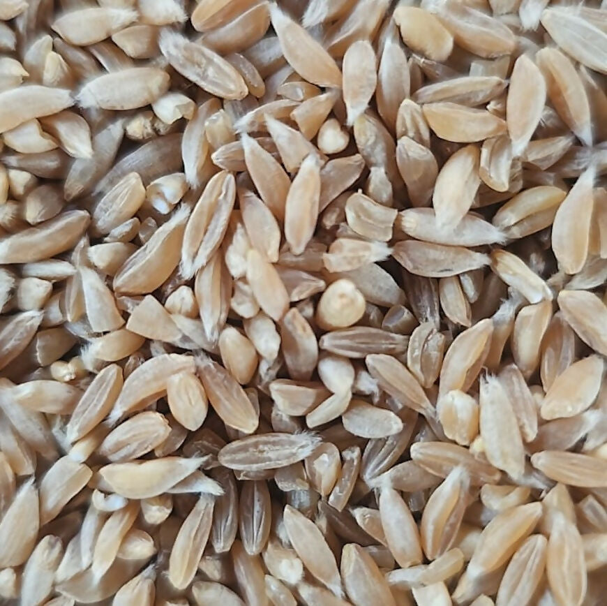 Hetha Khapli Whole Wheat Grains - Certified Organic by ECOCERT