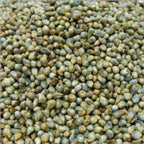 Grammy's Grammy Pearl Millet